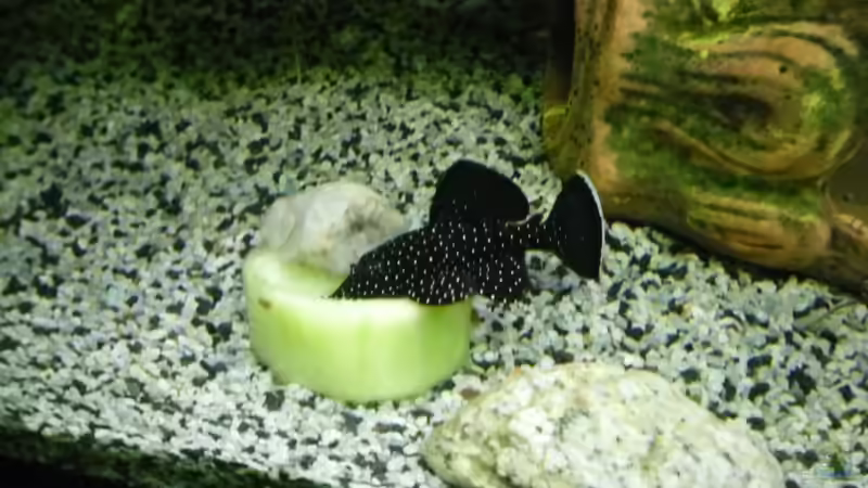 Aquarium Becken 27826 (Nur noch als Beispiel) von Ruppinho (11)