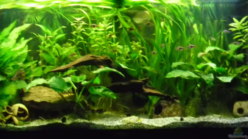 Aquarium Becken 27826 (Nur noch als Beispiel) von Ruppinho (2)