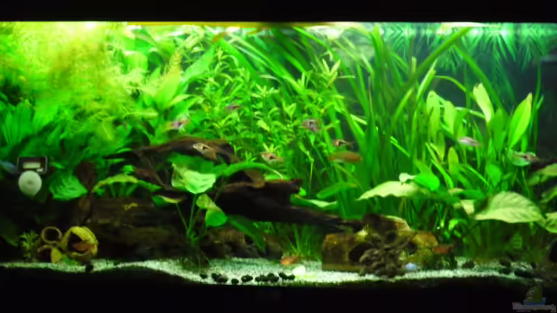 Aquarium Becken 27826 (Nur noch als Beispiel) von Ruppinho (4)