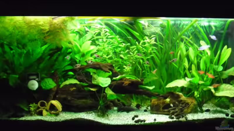 Aquarium Becken 27826 (Nur noch als Beispiel) von Ruppinho (5)