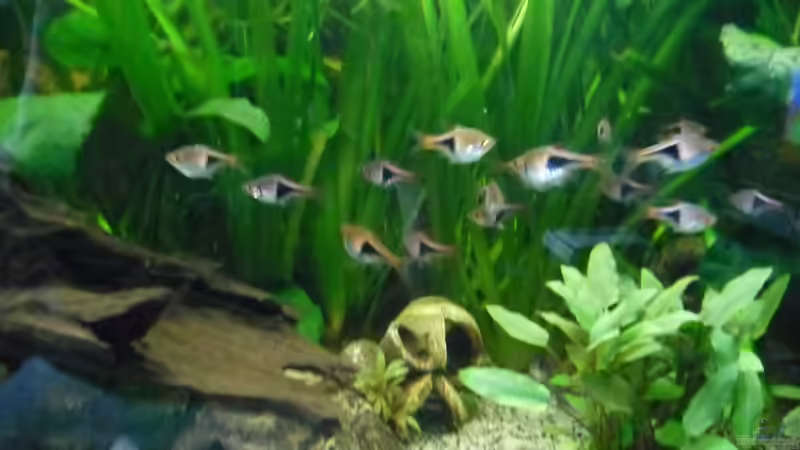 Aquarium Becken 27826 (Nur noch als Beispiel) von Ruppinho (9)