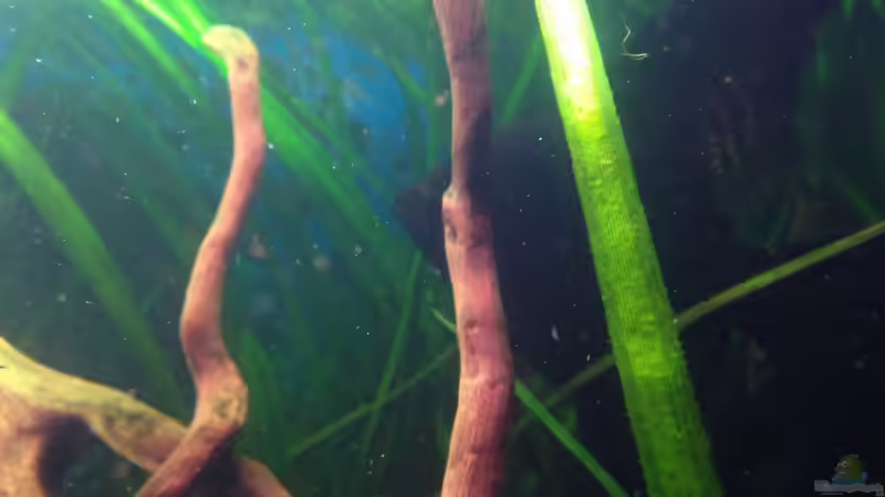 Aquarium Becken 27892 von Watari (2)