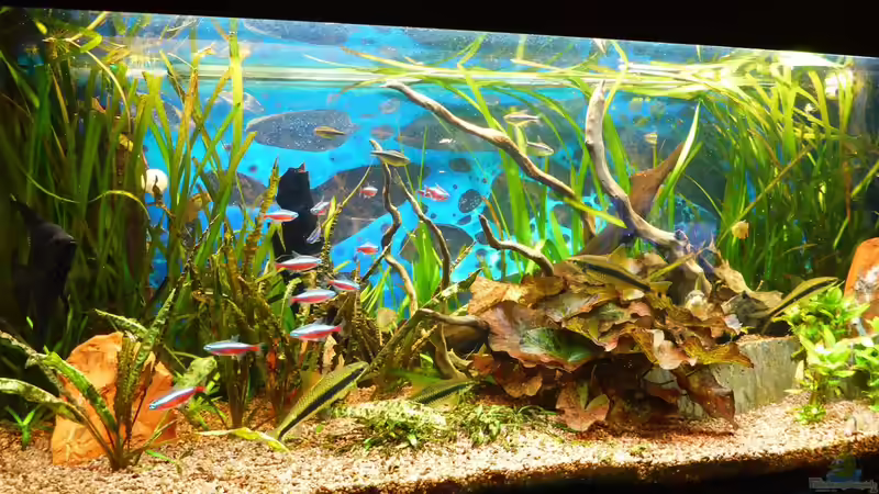 Aquarium Becken 27892 von Watari (4)