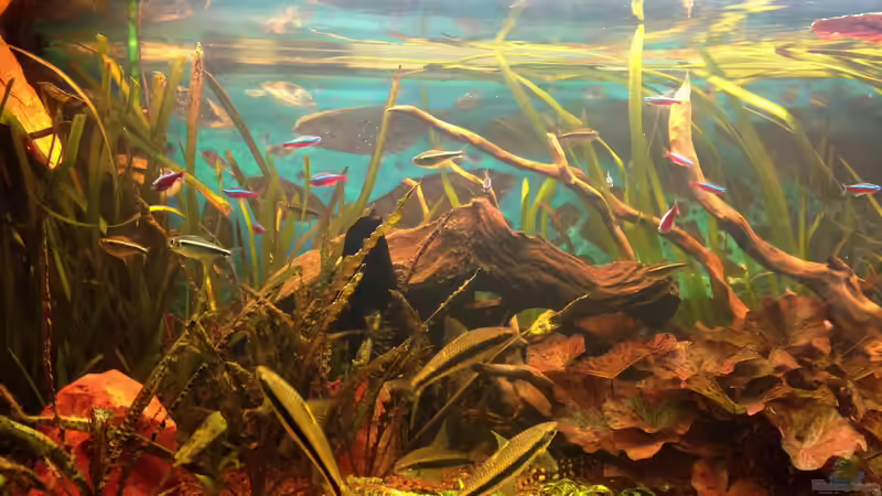 Aquarium Becken 27892 von Watari (5)