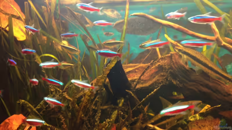 Aquarium Becken 27892 von Watari (6)