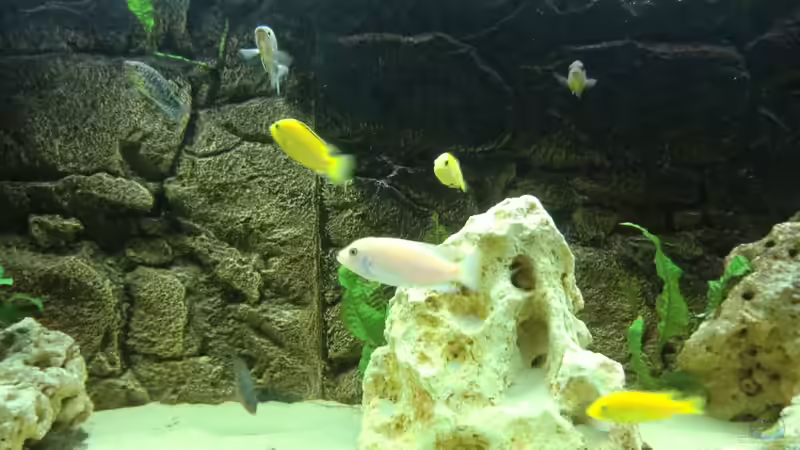 Aquarium Becken 27926 von Aspel82 (10)