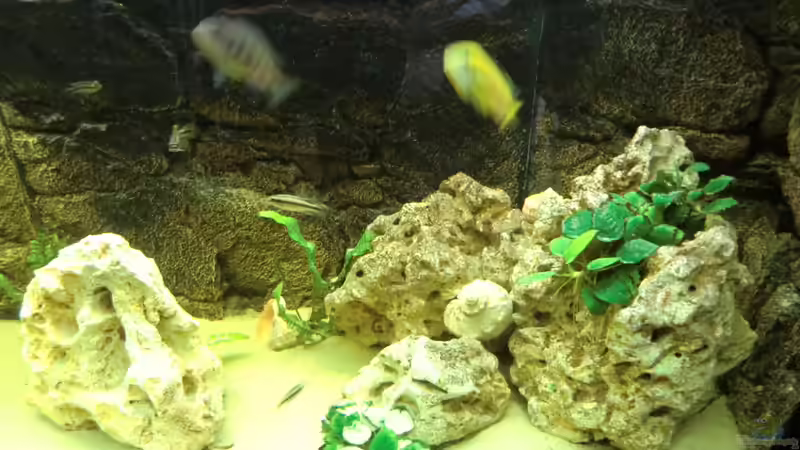 Aquarium Becken 27926 von Aspel82 (11)