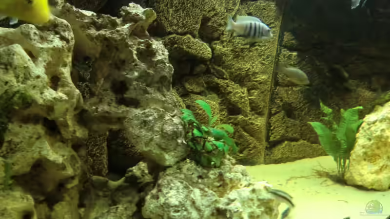 Aquarium Becken 27926 von Aspel82 (12)