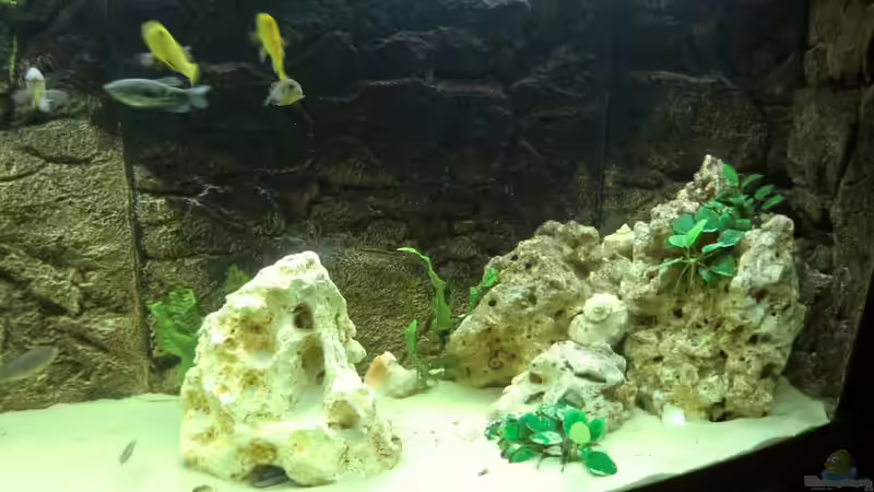 Aquarium Becken 27926 von Aspel82 (9)