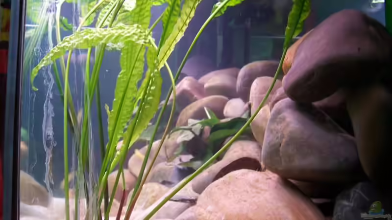 Aquarium Becken 2798 von Michael Schillerwein (5)