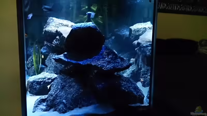 Aquarium Becken 28016 von Florian Suft (4)