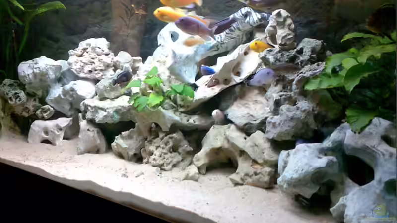 Aquarium Becken 2802 von Jan Metschurin (2)