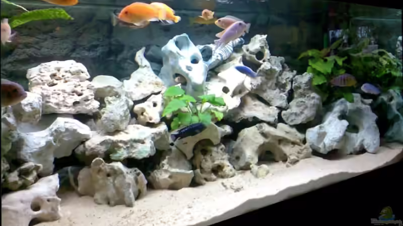 Aquarium Becken 2802 von Jan Metschurin (4)