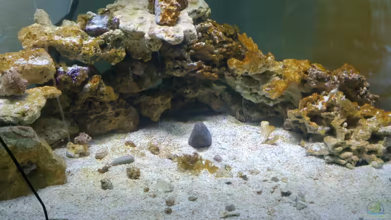 Aquarium Becken 28039 von Freakesoit (3)