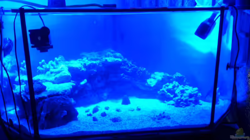 Aquarium Becken 28039 von Freakesoit (4)