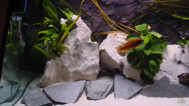 Aquarium Becken 281 von Klaus Lacks (5)