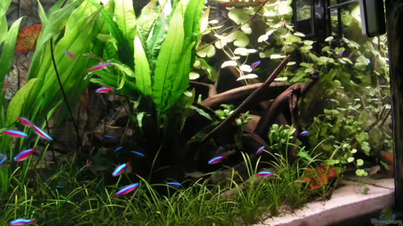 Aquarium Becken 2813 von Heiko Schneider (2)