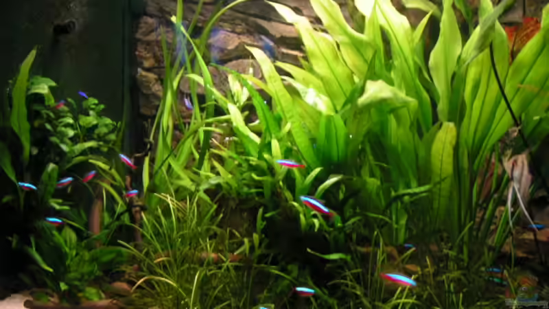 Aquarium Becken 2813 von Heiko Schneider (3)