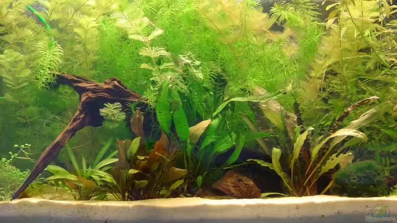 Aquarium Becken 2836 von Flossenbeschauer (2)