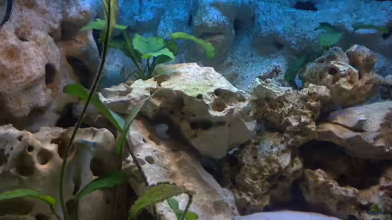 Aquarium Becken 2847 von Sören Petersen (5)