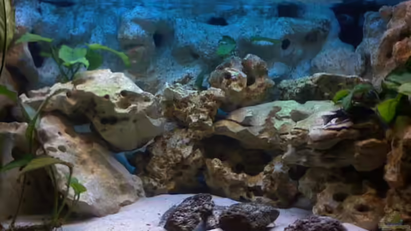 Aquarium Becken 2847 von Sören Petersen (6)