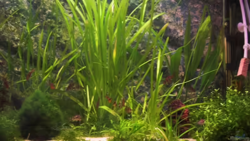 Aquarium Becken 2849 von Vanessa Ungethüm (2)