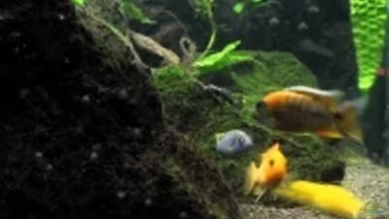 Aquarium Becken 2850 von Olaf Kaul (2)