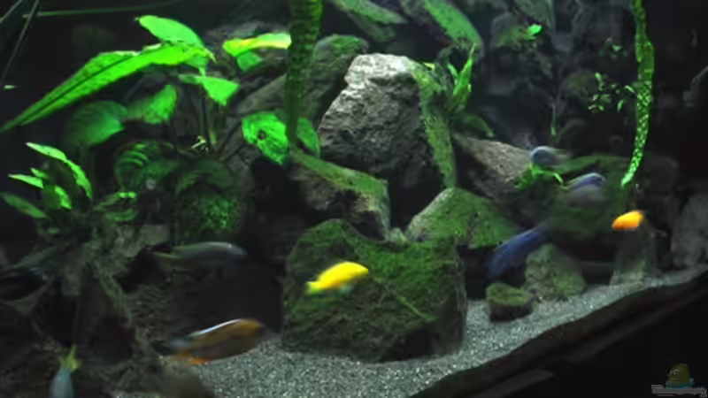 Aquarium Becken 2850 von Olaf Kaul (3)