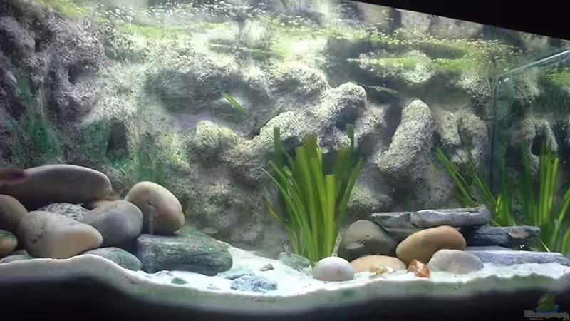 Aquarium Becken 286 von Ralf Romer (3)