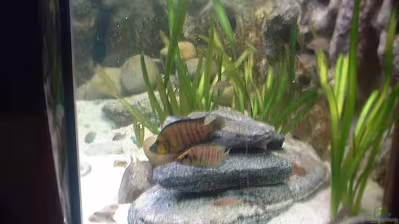 Aquarium Becken 286 von Ralf Romer (4)