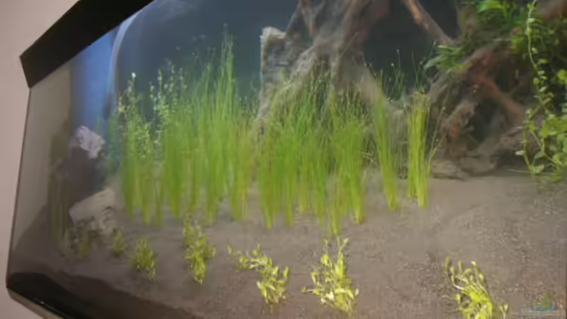 Aquarium Becken 2862 von Oliver Gursky (3)