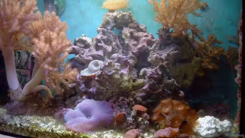 Aquarium Becken 2870 von Christian Dresel (2)