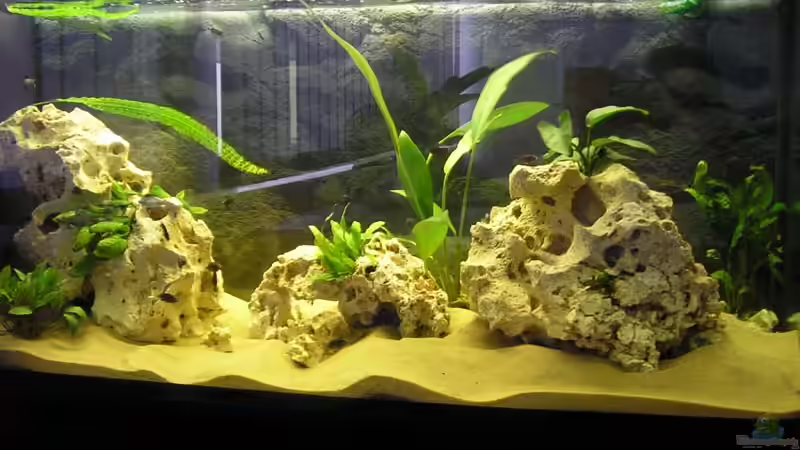 Aquarium Becken 2872 von Frank Seutter (2)