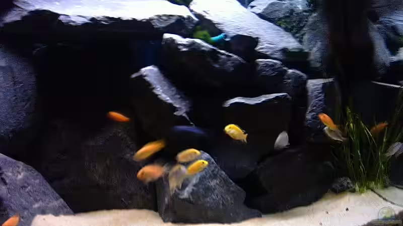 Aquarium Becken 2873 von Ben Burzlaff (2)