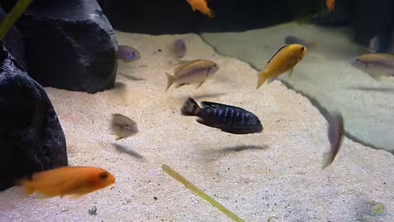 Aquarium Becken 2873 von Ben Burzlaff (3)