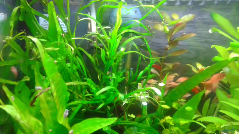 Aquarium Becken 28876 von cafesoleil (2)