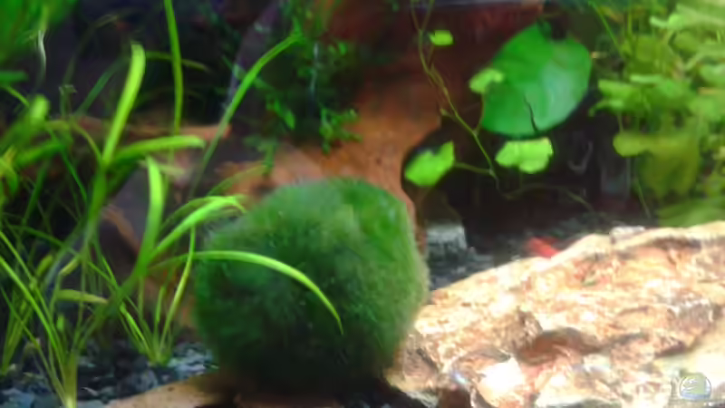 Aquarium Becken 28876 von cafesoleil (3)