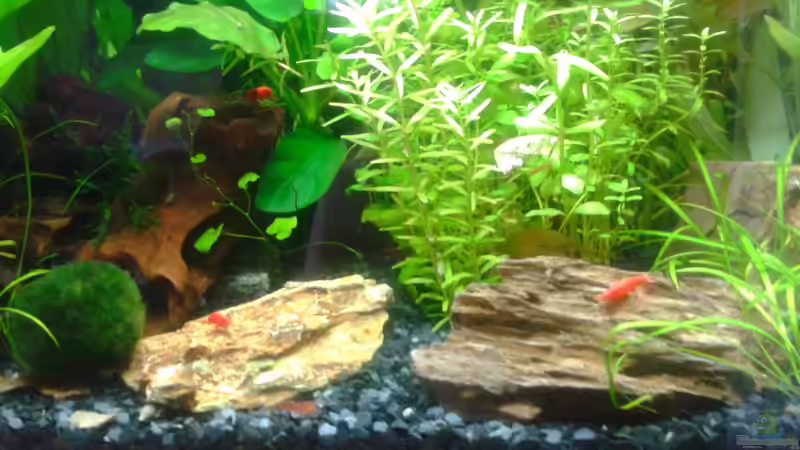 Aquarium Becken 28876 von cafesoleil (6)