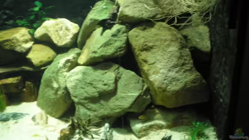 Aquarium Becken 2888 von Buschmeier Marcel (2)