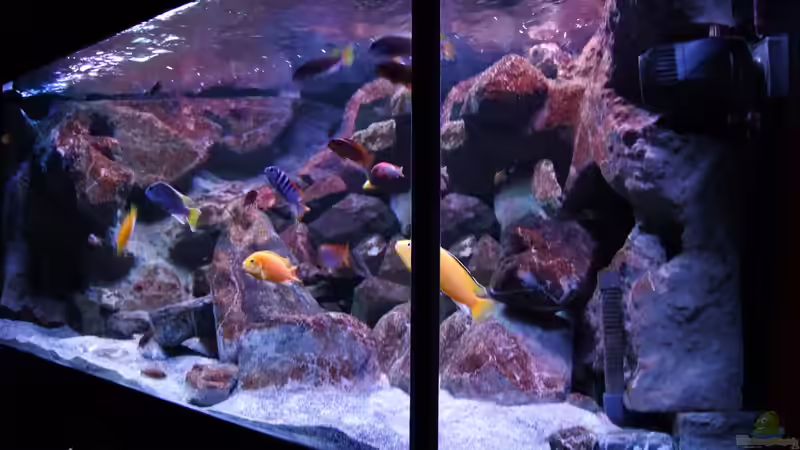 Aquarium Becken 28893  Malawidelta von wadde (11)