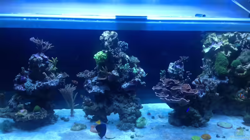 Aquarium Becken 28910 von Sven Alt (2)