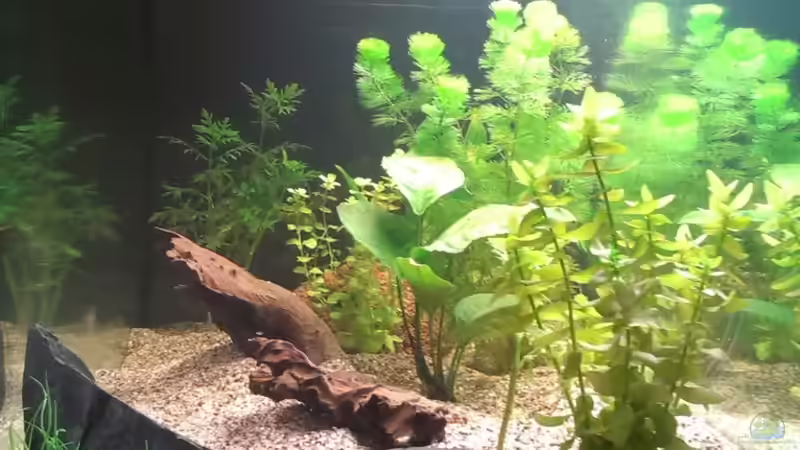 Aquarium Becken 28944 von Rocco Schellenberger (2)