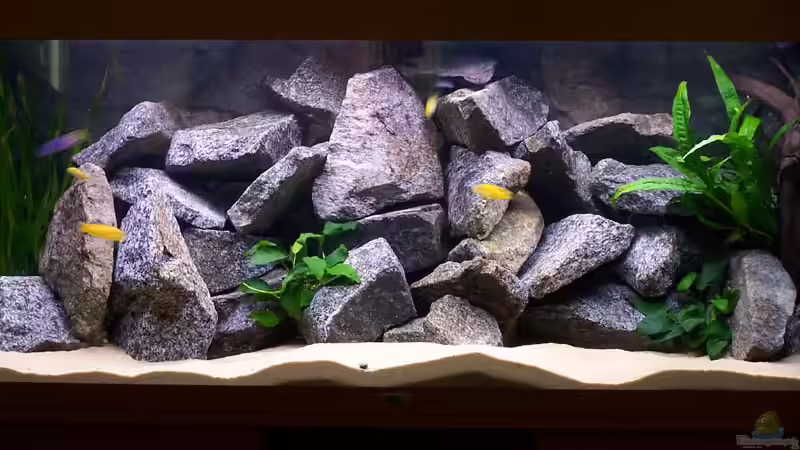 Aquarium Becken 2895 von Andreas Jüngling (2)