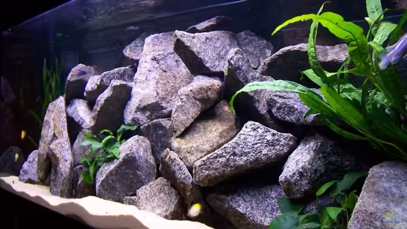 Aquarium Becken 2895 von Andreas Jüngling (3)