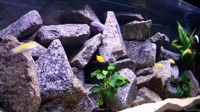 Aquarium Becken 2895 von Andreas Jüngling (4)