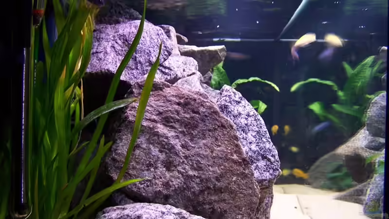 Aquarium Becken 2895 von Andreas Jüngling (5)