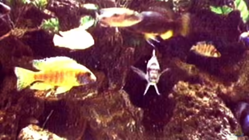 Aquarium Becken 29 von Oliver Duddeck (2)