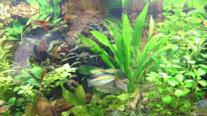 Aquarium Becken 2900 von Matthias Schmidt (3)