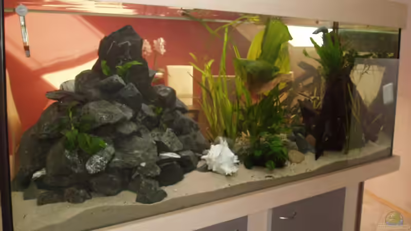 Aquarium Becken 2903 von Stefan Matz (5)