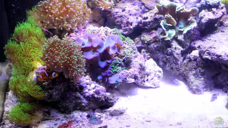 Aquarium Becken 29062 von die Perle... (8)